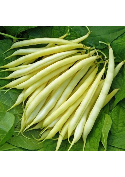 Ata Tohumları Hanımteni Çağlayan Sırık Turşuluk Beyaz Fasulye Tohumu (20 Tohum)