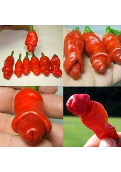 Gerçek Doğal Peter's Pepper(Biber) Tohumu(4 Tohum)