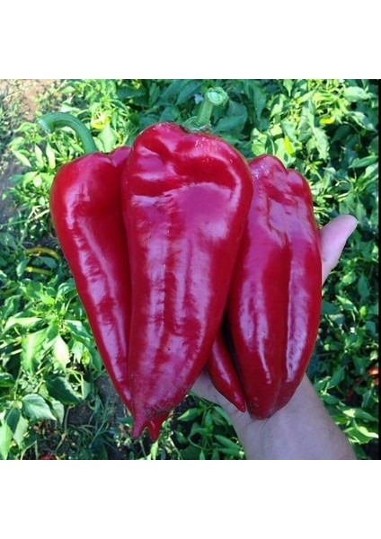 Geleneksel Ata Tohumu Salçalık Kızartmalık Tatlı Kırmızı Kapya Biberi Tohumu (70 Adet)