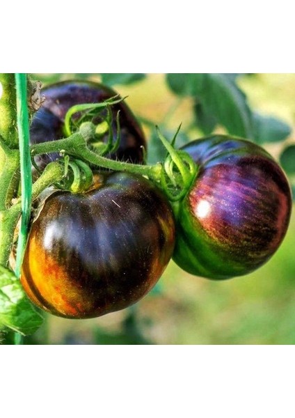 Nadir Cosmic Eclipse Etli Dilim Domates Tohumu (15 Tohum)