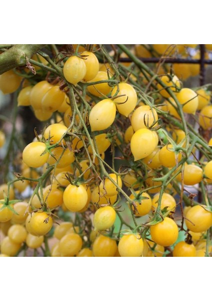 Nadir Barrys Crazy Cherry Domates Tohumu(15 Tohum)