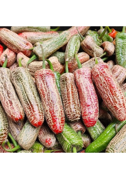 Geleneksel Jalapeno Farmers Biber Tohumu (10 Tohum)