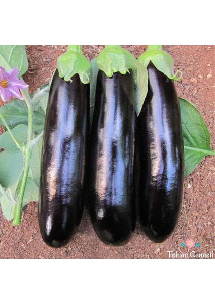 Ata Tohumları Geleneksel Kebablık Mangallık Halep Karası Patlıcan Tohumu (70 Tohum)