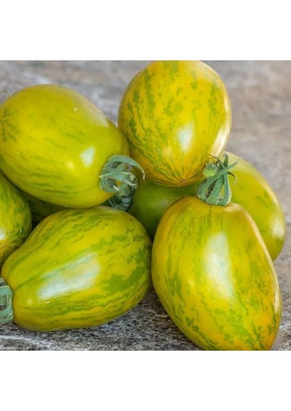 Dwarf Saucy Mary Yeşil Sarı Alacalı Etli Domates Tohumu (15 Tohum)