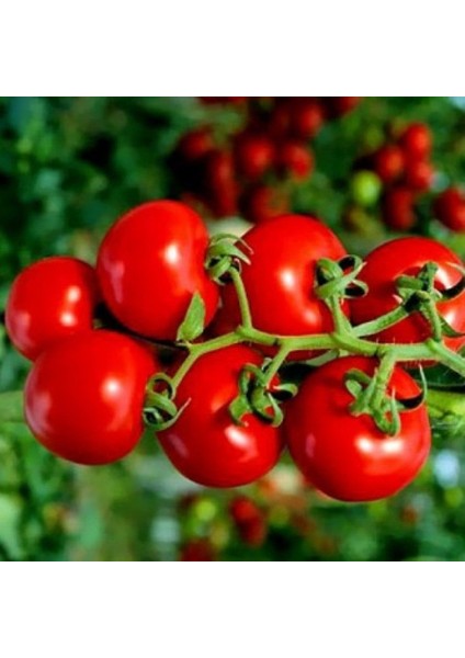 Sırık Çeri Pinpon Domates Tohumu (40 Tohum)