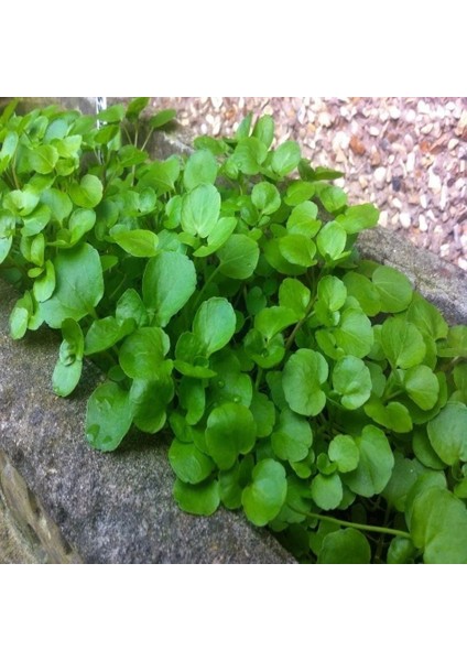 Doğal Su Teresi Tohumu (20 Tohum)