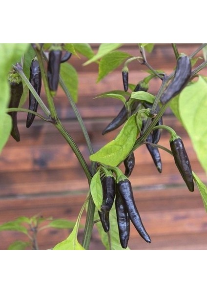 Uzun Siyah Acı Biber Tohumu (15 Adet)