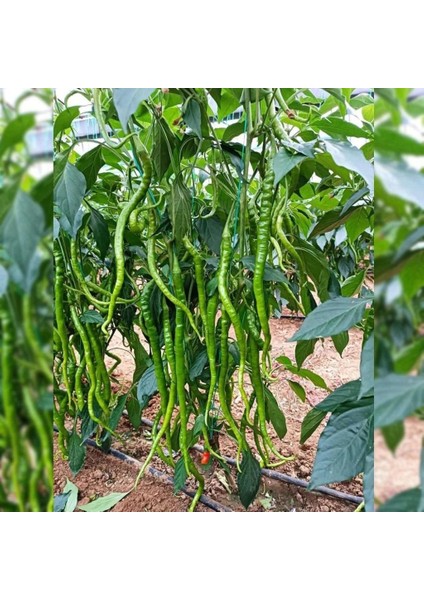 Geleneksel Ata Tohumları Tatlı Kıl Biberi Tohumu (70 Adet)