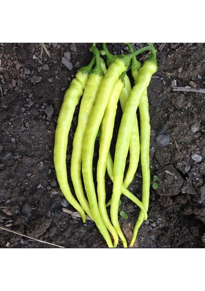 Geleneksel Yalova Çorbacı Lezzetli Sarı Sivri Tatlı Biber Tohumu (50 Tohum)