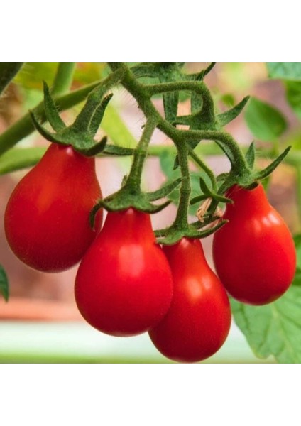Red Pear Kırmızı Ampül Domates Tohumu (15 Tohum)