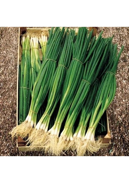 Ata Tohumları Geleneksel Yüksek Aromalı Yeşil Soğan Tohumu(50 Tohum)