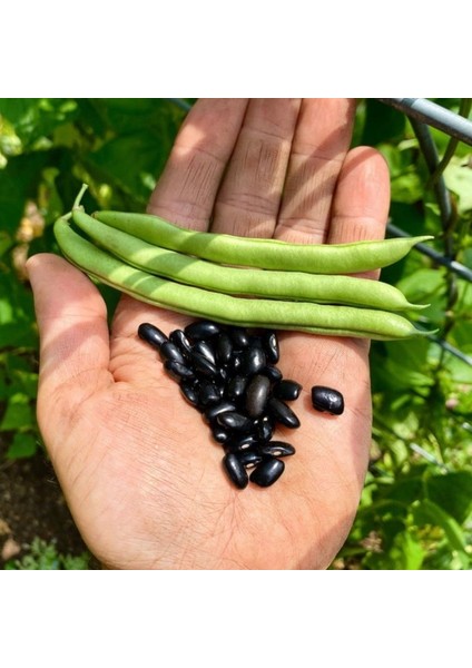 Cherokee Trail Of Tears Oturak Fasulye Tohumu (10 Tohum)