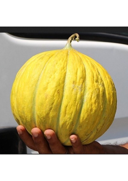 Geleneksel Ata Tohumları Kokulu On Dilim Kavun Tohumu (20 Tohum)