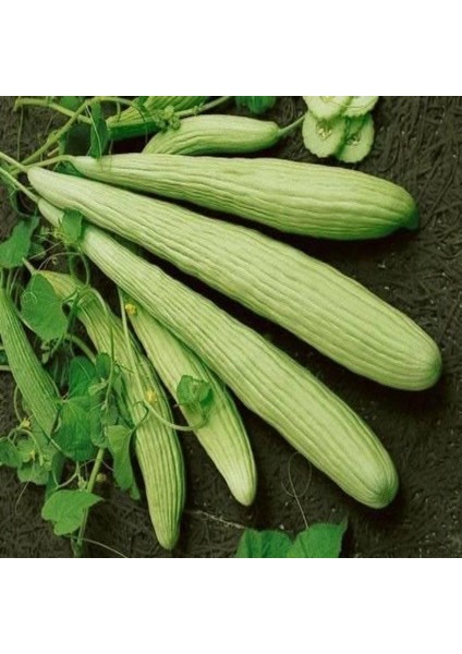 Ince Uzun Geleneksel Ege Acur Tohumu (20 Tohum)