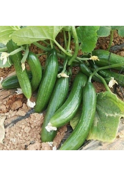 Heybe Dolduran Oturak F1 Hıyar Tohumu (10 Tohum)