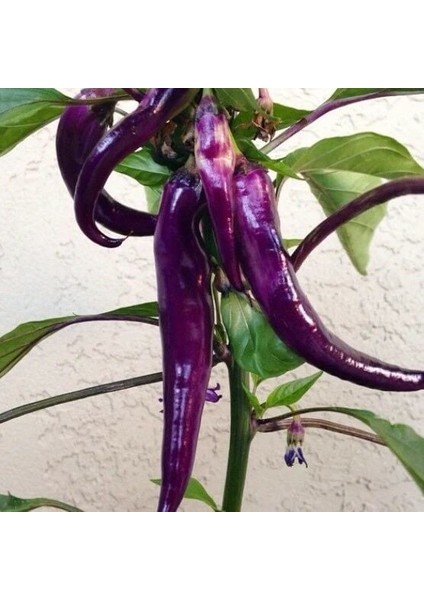 Ata Tohumları Geleneksel Mor Acı Biber Tohumu (15 Adet)