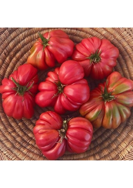 Pink Accordion Etli Pembe Domates Tohumu(15 Tohum)