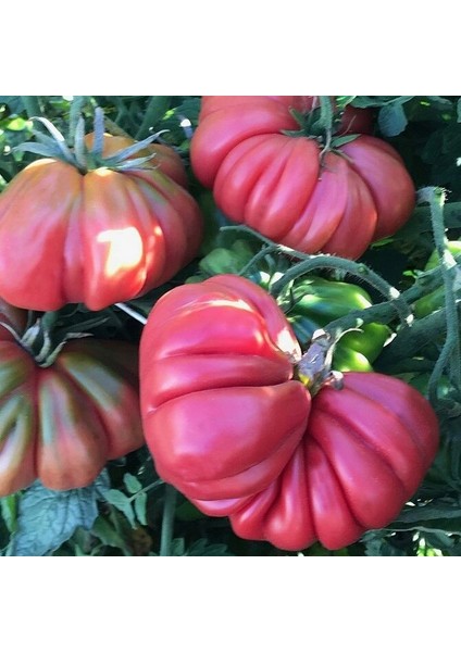 Pink Accordion Etli Pembe Domates Tohumu(15 Tohum) fiyatları