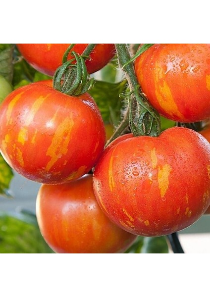 Alacalı Tigerella Domates Tohumu (15 Tohum)
