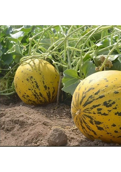 Ata Tohumları Geleneksel Akhisar Topan Kavun Tohumu (20 Tohum)