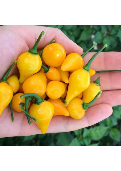 Biguinho Salmon Biber Tohumu (15 Adet)