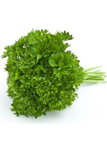 Kıvırcık Frenk Maydonozu Tohumu (200 Tohum)