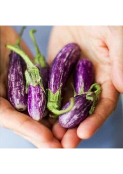 Finger Parmak Patlıcan Tohumu (15 Tohum)