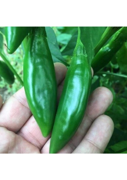 Geleneksel Ata Tohumları Doğal Tombul Acı Balık Biber Tohumu (20 Adet)