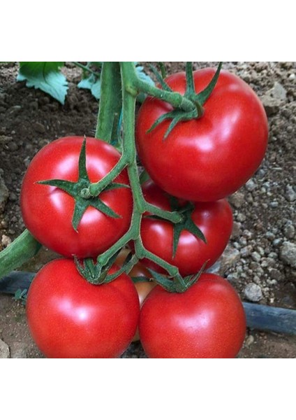 Sırık Etli Salkım Çok Taneli Esra F1 Domates Tohumu (10 Tohum)