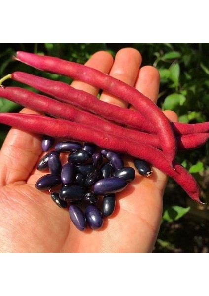 Ata Tohumları Cherokee Trail Of Tears Siyah Fasulye Tohumu (10 Tohum