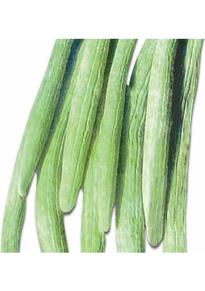 Kıtır Kıtır Yemesi Olan Geleneksel Uzun Anadolu 106 Acur Tohumu (20 Tohum)