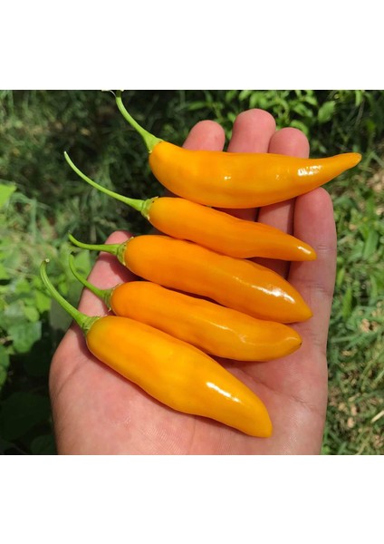 Ata Tohumları Geleneksel Aji Cito Çok Acı Biber Tohumu (15 Adet)