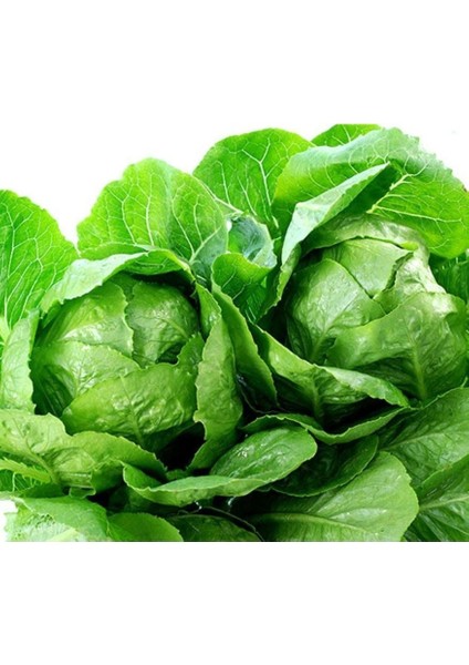 Geleneksel Tohumlar Geniş Yaprak Etli Lita Marul Tohumu (100 Tohum)