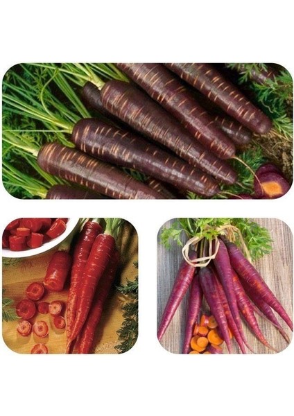 Geleneksel Mixed Havuç Havuç TOHUMU(100 Adet)