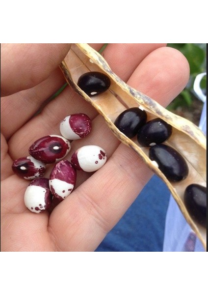 Geleneksel Ata Tohumları Inca Pea Fasulye Tohumu (10 Tohum)