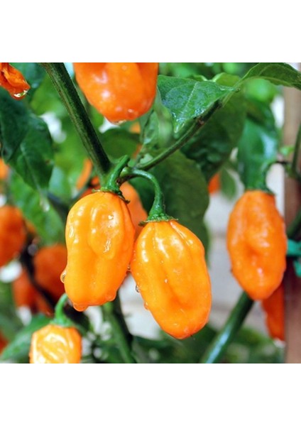 Ata Tohumları Geleneksel Carbonero Peach Çok Acı Biber Tohumu (10 Tohum)