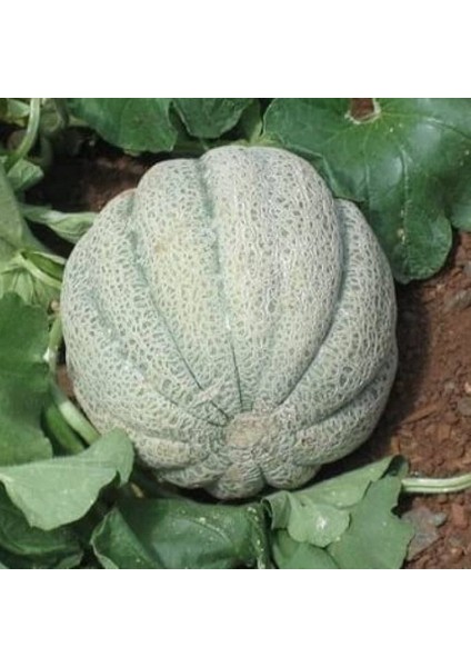 Ata Tohumları Geleneksel Damga Kavun Tohumu (20 Tohum)