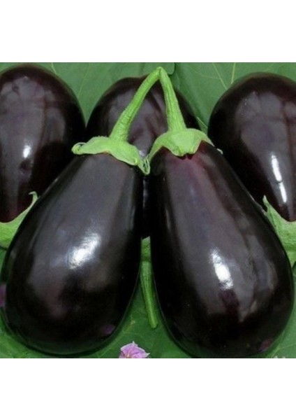 Geleneksel Ata Tohumları Adana Dolmalık Patlıcan Tohumu(70 Tohum)