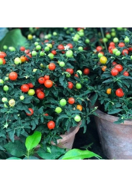 Saksılık Fat Tomato Pepper Tohumu (5 Tohum)