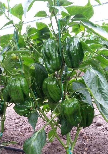 Yüksek Verimli F1 Antep Dolmalık Acı Biber Tohumu (10 Tohum)