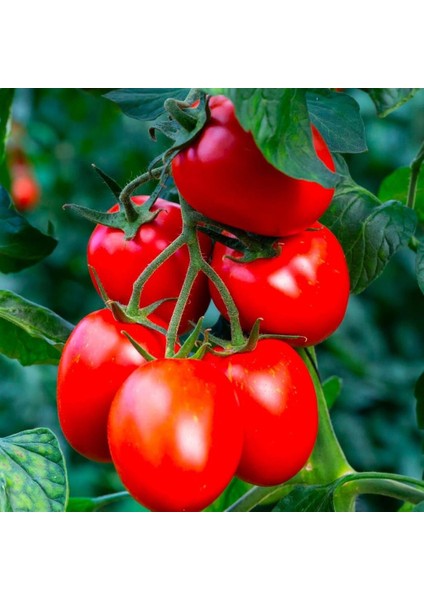 Gelenekselkahvaltılık Sofralık Salçalık Rio Grande Domatesi Tohumu (50 Tohum)