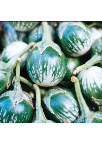 Kermit Thai Yeşil Patlıcan Tohumu (15 Tohum)