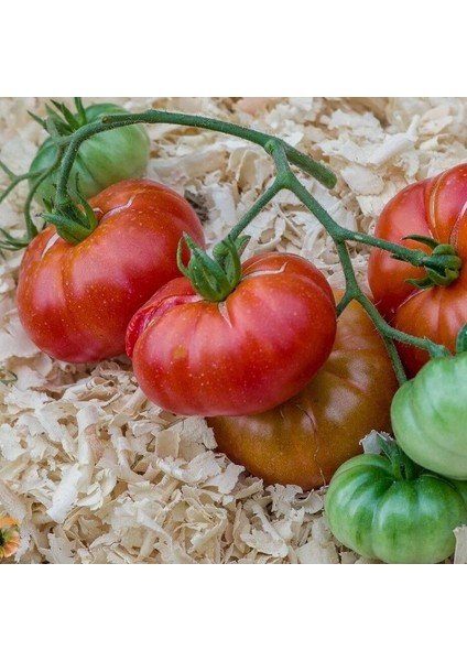 Etli Red Calabash Domates Tohumu (15 Tohum)