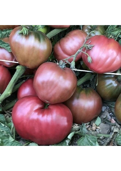 Dwarf Purple Heart Kalp Domates Tohumu (15 Tohum)
