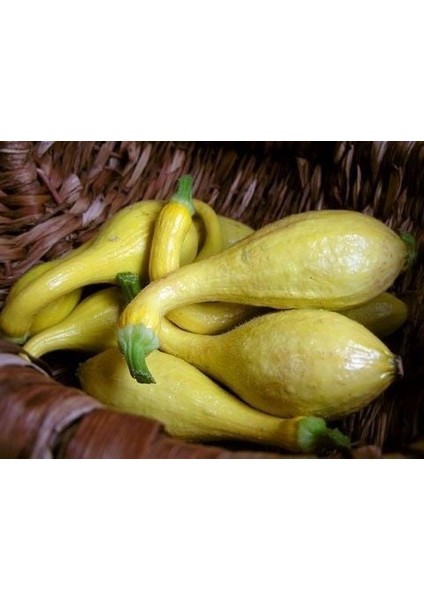 Crookneck Erkenci Yazlık Kabak Tohumu (10 Tohum)