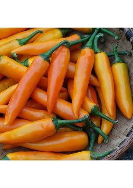 Ata Tohumları Geleneksel Bulgarian Carrot Hot Chili Biber Biber Tohumu (10 Tohum)