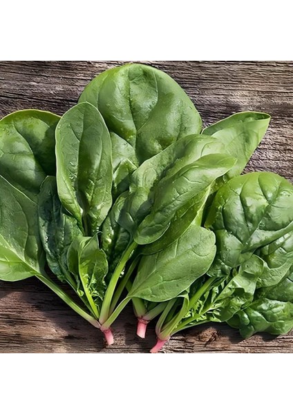 Ata Tohumları Geleneksel Geniş Yaprak Matador Ispanak Tohumu (100 Tohum)