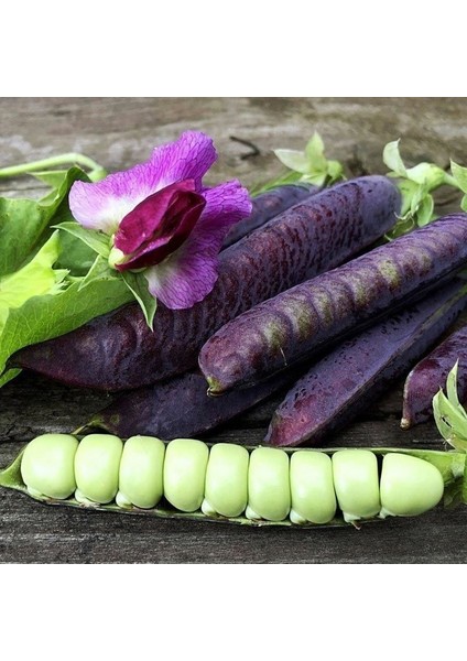 Ata Tohumları Geleneksel Blauwschokker Mor Bezelye Tohumu (10 Tohum)