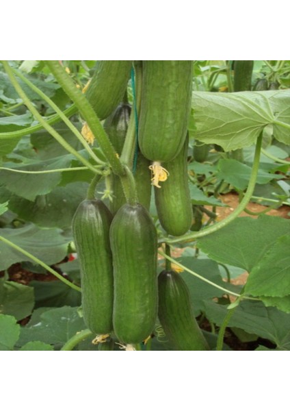 Yüksek Verimi Silor Ak 83 Badem Hıyar Tohumu (10 Tohum)