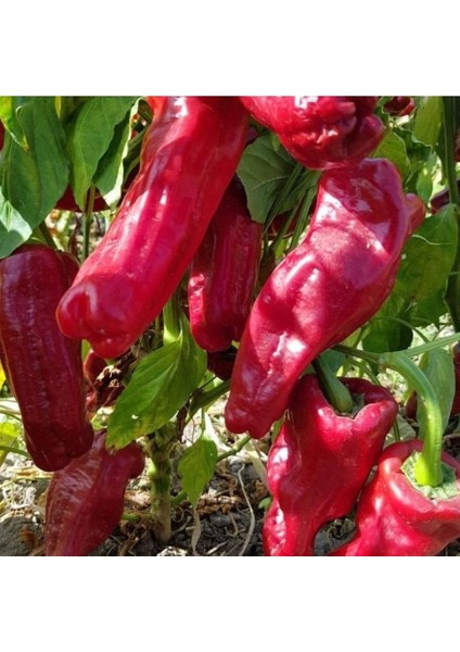 Kızartmalık Közlemelik Acı Üç Urfa Isot Biber Tohumu (50 Tohum)